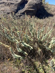 Veronica pimeleoides