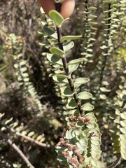Veronica pimeleoides