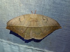Lonomia santarosensis