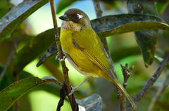 Common Bush-Tanager photo 1