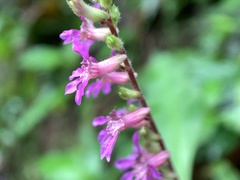 Cuphea racemosa