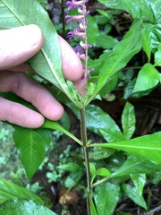 Cuphea racemosa