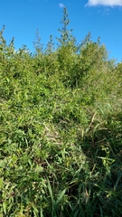 Byttneria filipes
