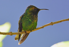 Microchera cupreiceps