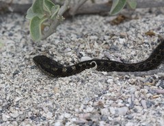 Pseudalsophis occidentalis