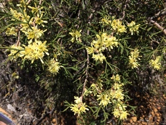 Petrophile squamata