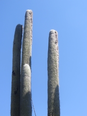 Cephalocereus senilis