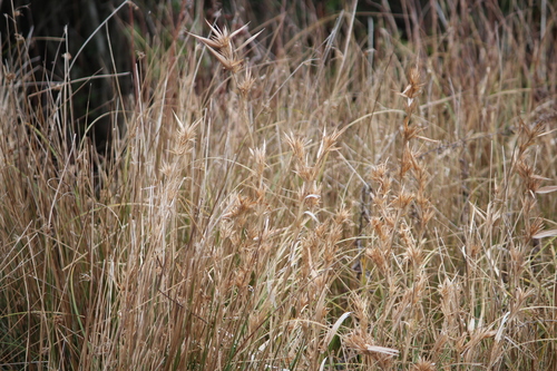 Image of Dichanthelium scabriusculum by (c) Ashwin Srinivasan, some rights reserved (CC BY)