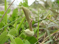 Aristolochia argentina