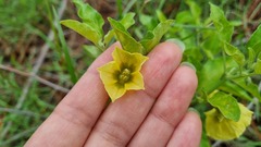 Physalis viscosa