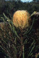 Banksia hookeriana