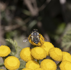 Megachile pollinosa