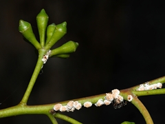 Eriococcus