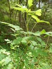 Toxicodendron radicans verrucosum