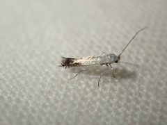 Lyonetia