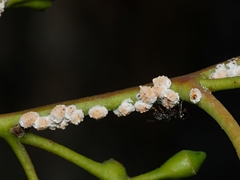 Eriococcus