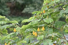 Senna reticulata