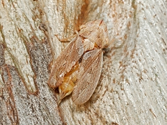Stenocotis depressa