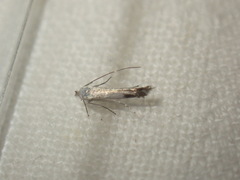 Lyonetia