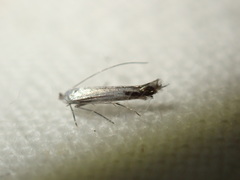 Lyonetia