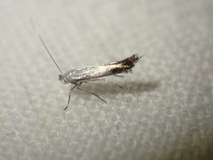 Lyonetia