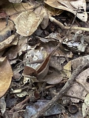 Enyalius catenatus