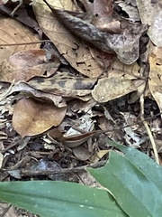 Enyalius catenatus