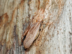 Stenocotis depressa