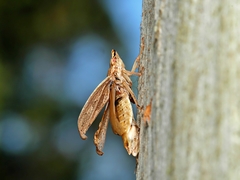 Stenocotis depressa