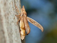Stenocotis depressa