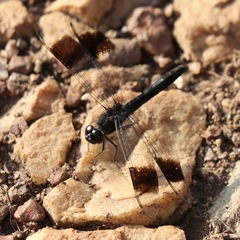 Brachythemis leucosticta