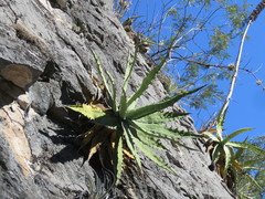 Agave xylonacantha