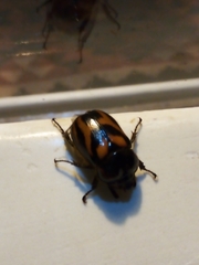 Oryctomorphus bimaculatus