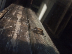 Oryctomorphus bimaculatus