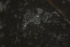 Pilobolus crystallinus