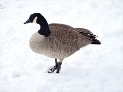 Branta canadensis