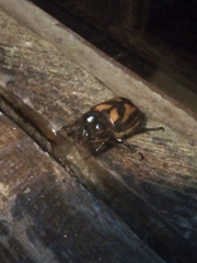 Oryctomorphus bimaculatus