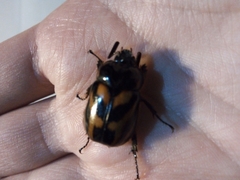 Oryctomorphus bimaculatus
