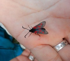 Zygaena cynarae