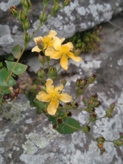 Hypericum connatum