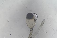 Pilobolus crystallinus