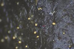 Pilobolus crystallinus