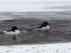 Mergus merganser