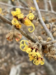 Hamamelis × intermedia