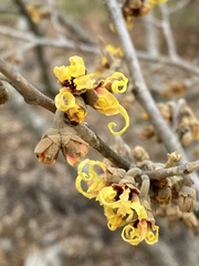 Hamamelis × intermedia