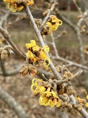 Hamamelis × intermedia