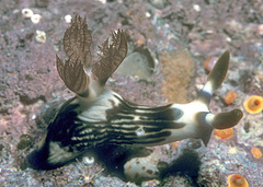 Nembrotha