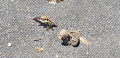 Eccritosia rubriventris
