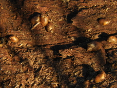 Succinea meridionalis