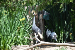 Balearica pavonina pavonina